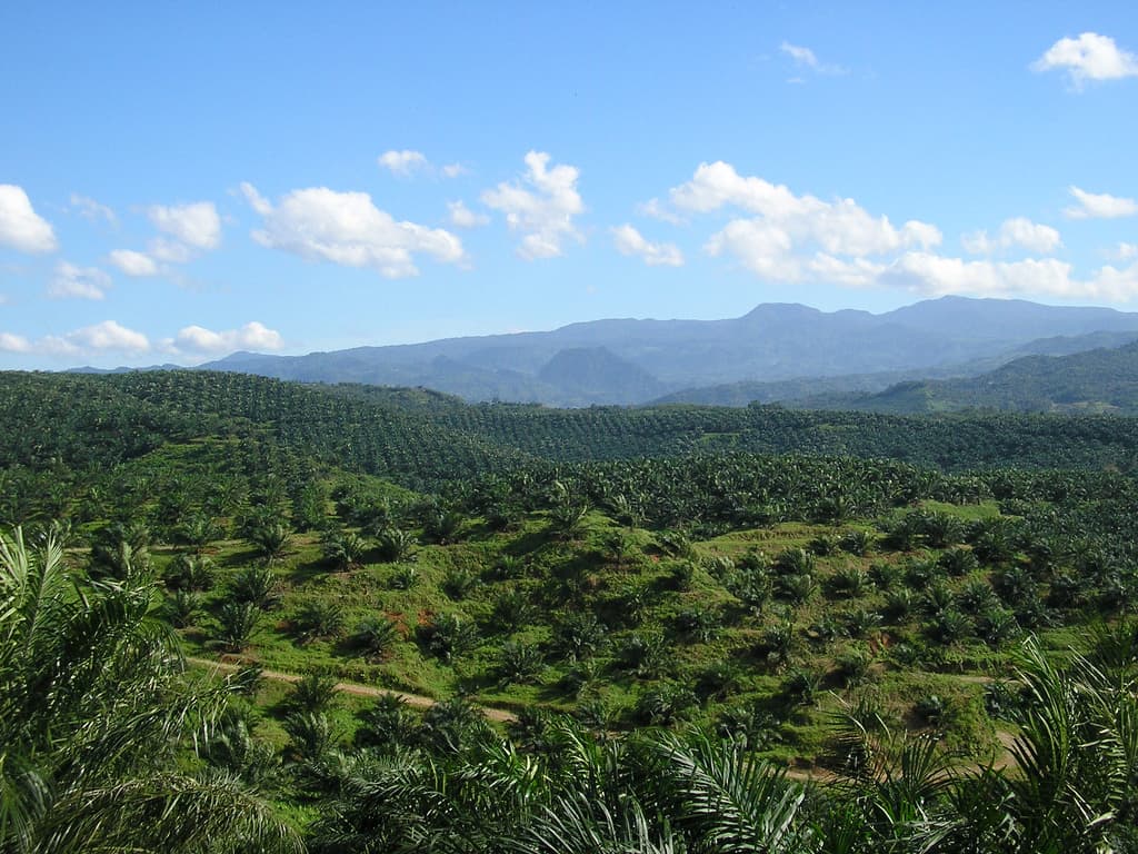 Replanting: The Key to Sustainable Palm Estate Development